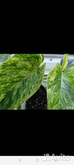 Сциндапсус