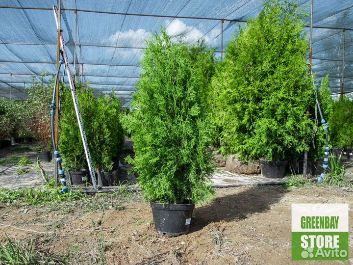 Туи колумна 1,2 м свежая копка 2023