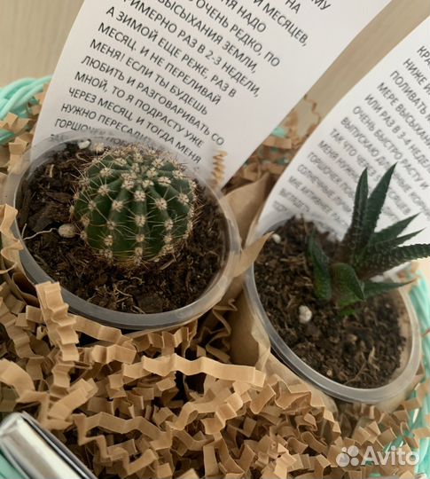 Подарочный набор из растений (эхинопсис+хавортия)