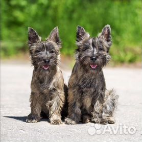 Собаки и щенки🐕 породы Керн терьер: купить недорого в Дивеево | Цены на  собак | Авито