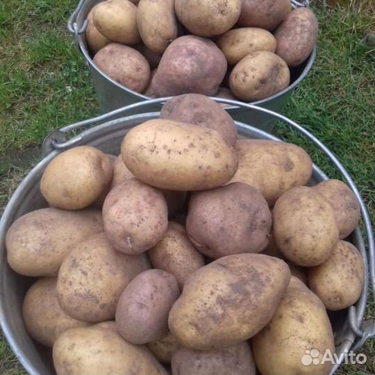 Продам картофель