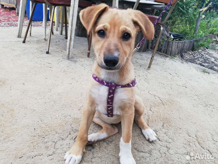 Щенок в добрые руки бесплатно