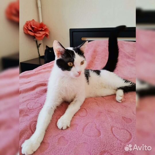 Котик в добрые руки