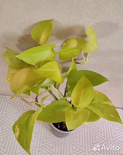 Эпипремнумы: Neon, Aureus Golden, Exotica