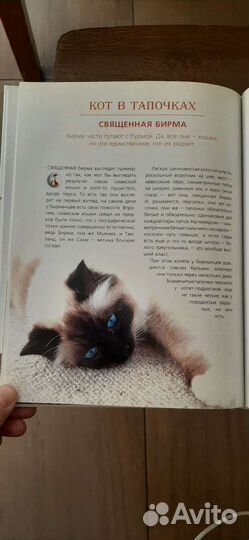 Книга про кошек