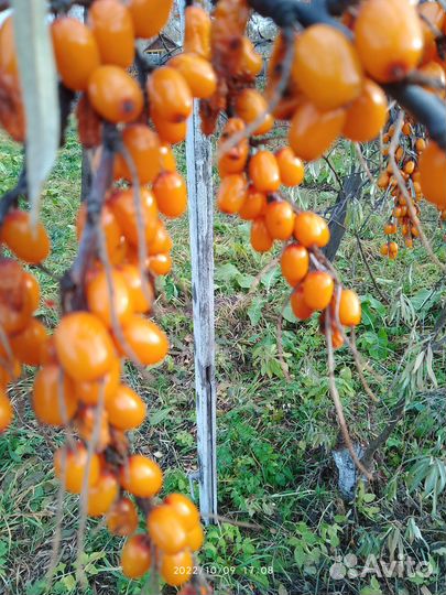 Саженцы крупной облепихи