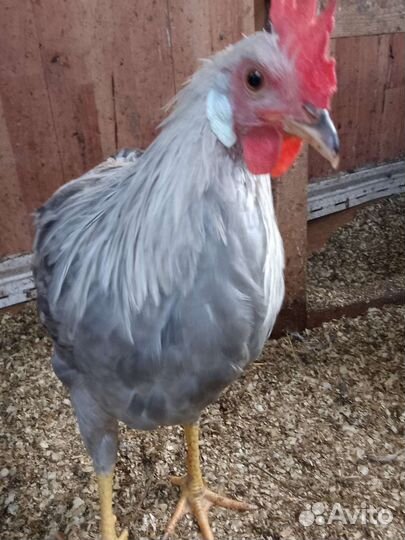 Молодые петухи Леггорн Изабелла