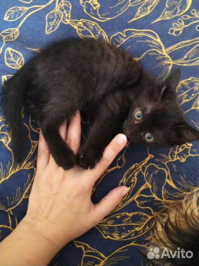 Котенок в добрые руки