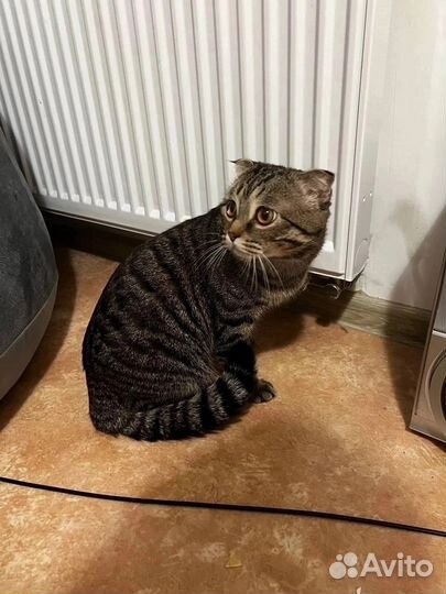 Кот ищет дом