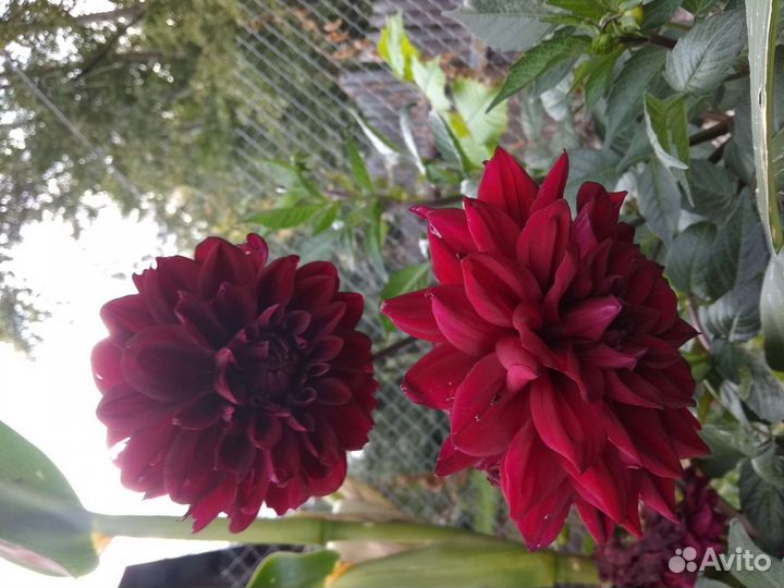 Георгины клубни