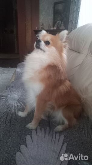 Немецкий шпиц вязка