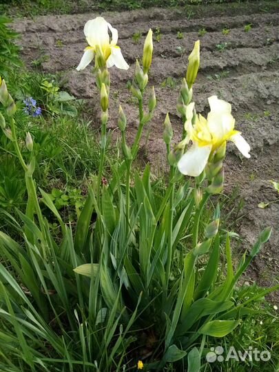 Ирис ы цветы
