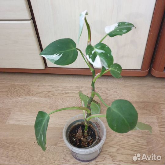 Филодендрон