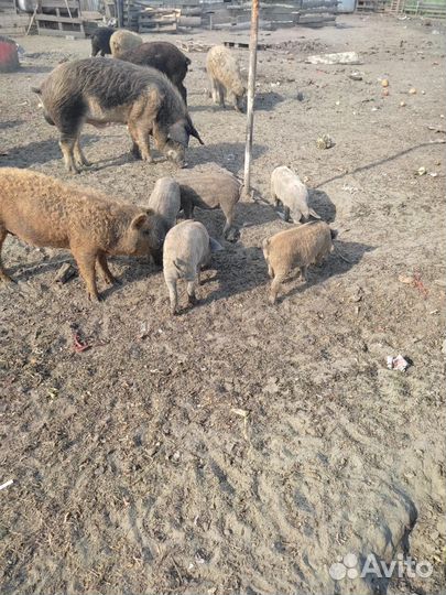 Домашние поросята