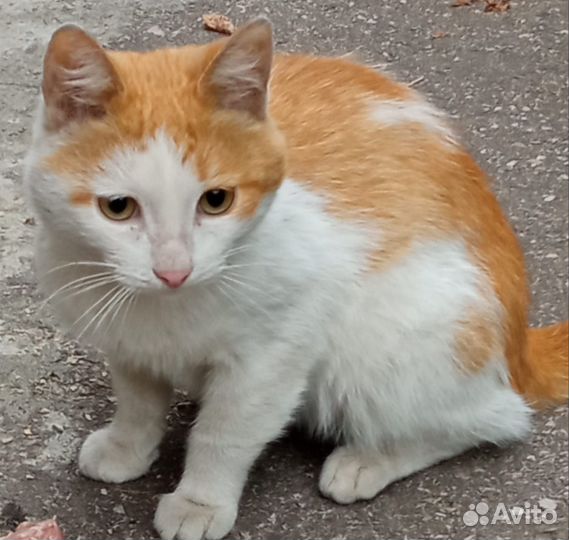 Кот в дар бесплатно