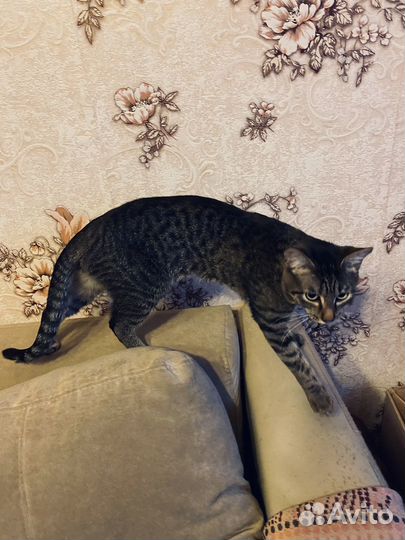 Кот