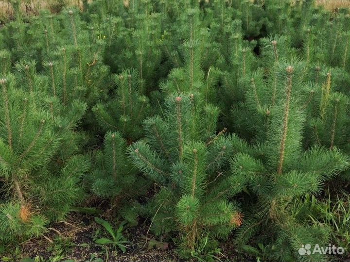 Ель обыкновенная