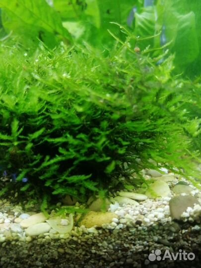 Аквариумное растение