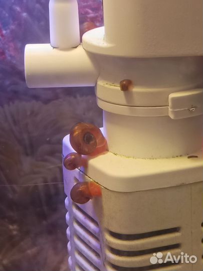 Улитки аквариумные катушка