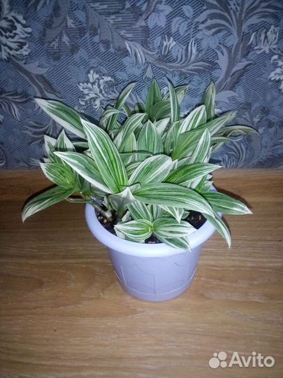 Традесканция альбифлора фикус Бенджамина