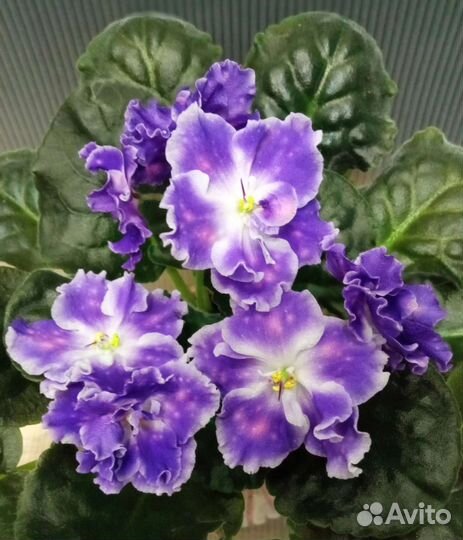 Сортовые фиалки