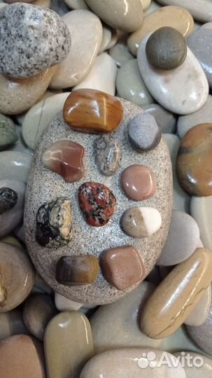 Галька морская Ракушки