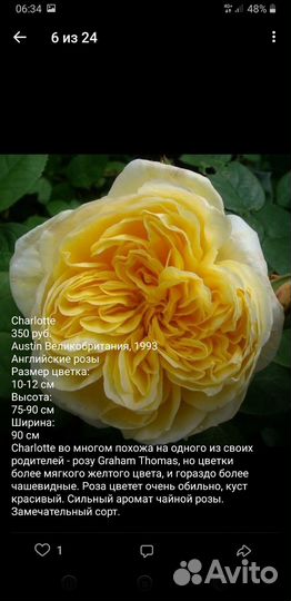 Английские розы