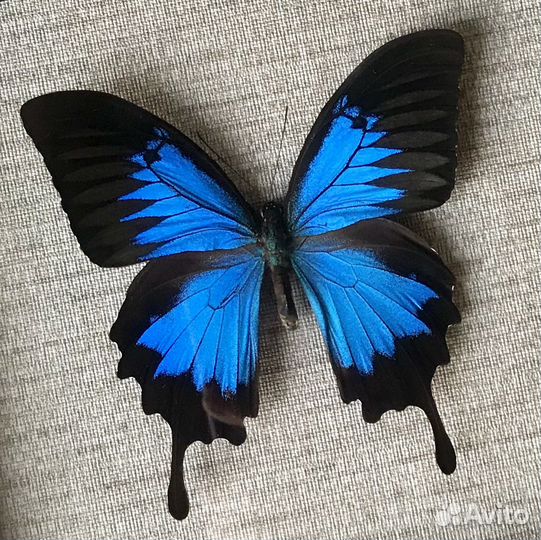 Бабочки в рамке экзотические