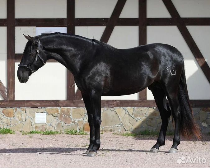 Андалузский жеребец 2020гр 160см