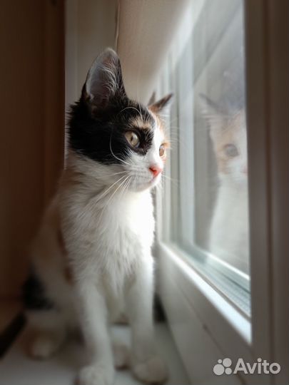 Кошка в дар