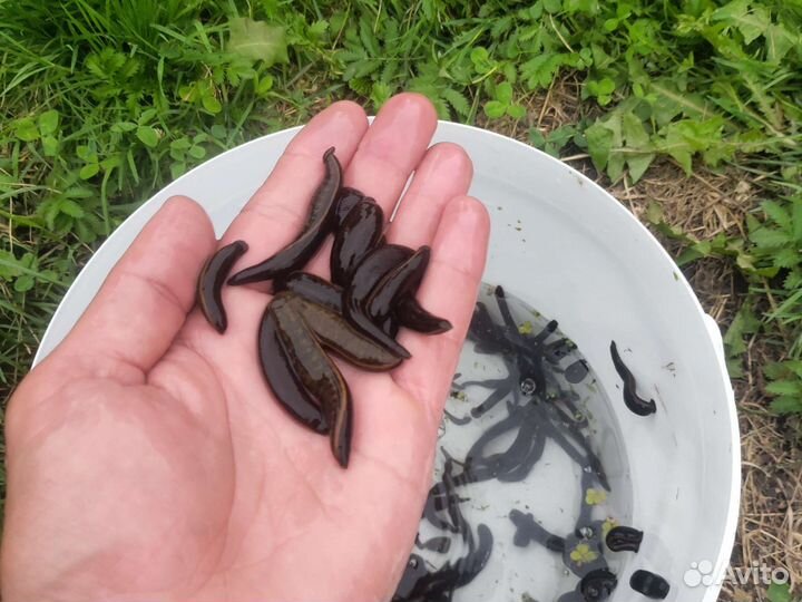 Пиявки медицинские