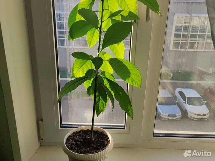 Дерево авокадо, авокадо для выращивания