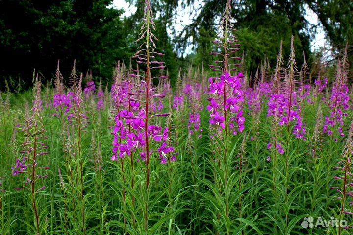 Чай Иван-чай ферментированный гранулированный