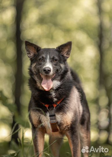 Собака ищет дом