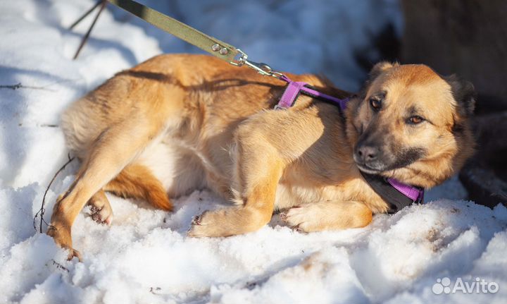 Собака девочка в дар