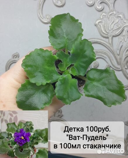 Детки сортовых фиалок