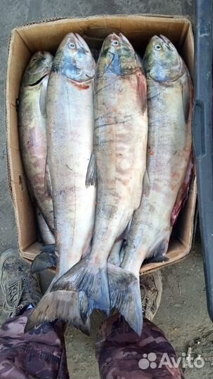 Продам сырец