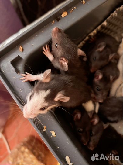 Крыса дамбо