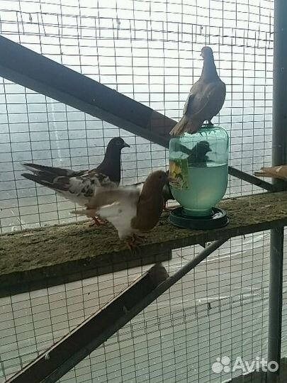 Продам голубей