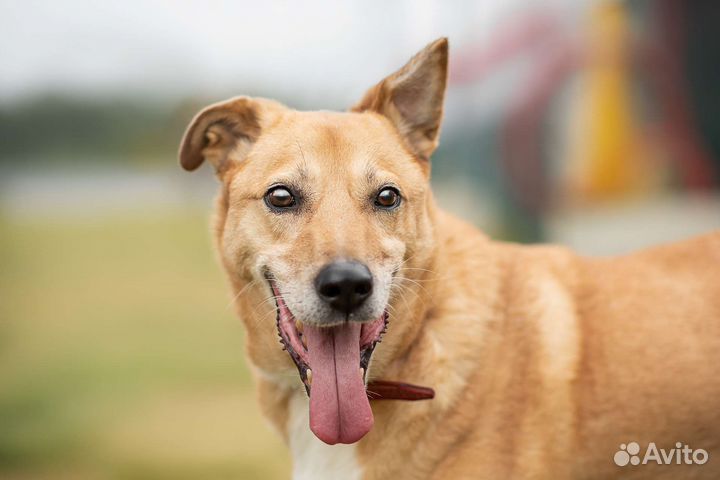 Sos домашний пёс в приюте ищет дом, пес Бен