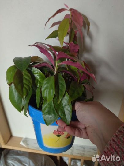 Переския, аглаонема