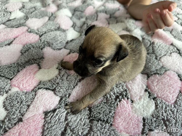 Смесь питбуля