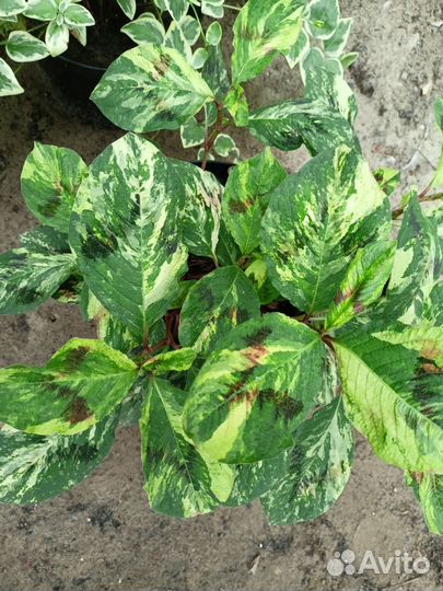 Красивые кустарники. Барвинок. Горец