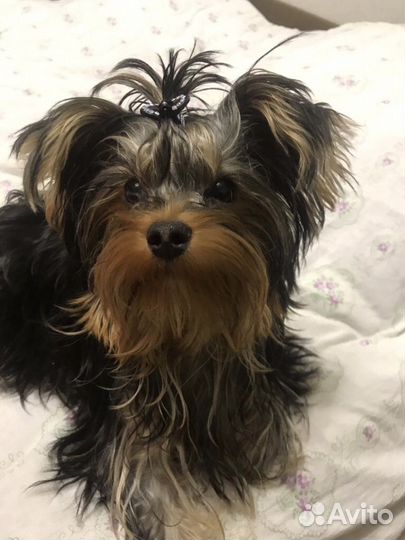 Йоркширский терьер вязка