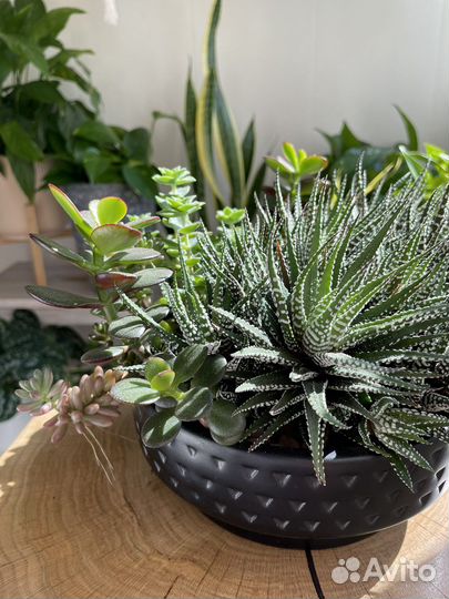 Крассула Минор (суккулент)