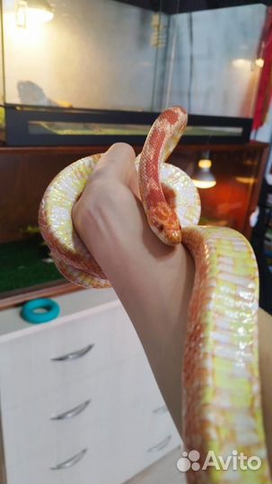 Змея маисовый полоз с террариумом