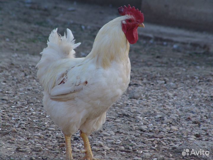 Продам петухов
