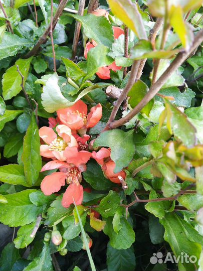 Айва японская