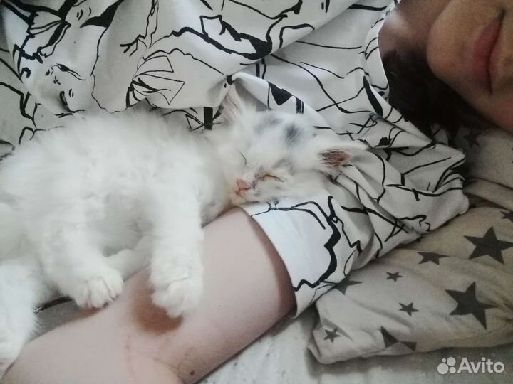 Котенок