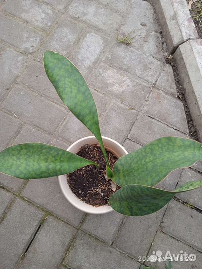 Каланхоэ лечебное